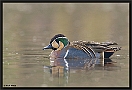 Siberische Taling, Baikal Teal, Anas formosa Location: Almelo, the Netherlands siberische taling MG 2729 kopie